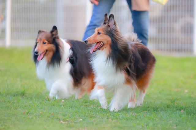 犬が長生きする食事の与え方